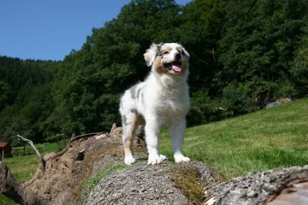 Australian Shepherd Hunde Foto 38978 in höherer Auflösung ansehen Australian Shepherd Fotosession