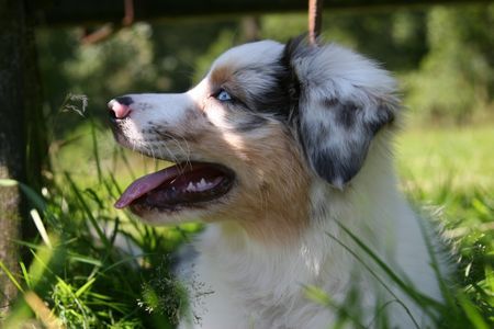 Australian Shepherd Hunde Foto 38979 in höherer Auflösung ansehen Australian Shepherd Ab in den Schatten