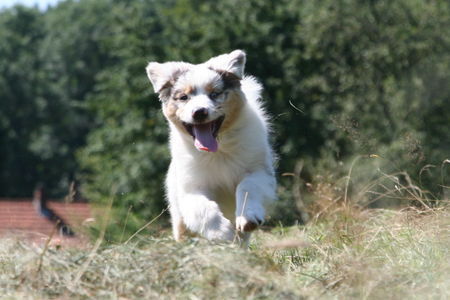 Australian Shepherd Hunde Foto 38980 in höherer Auflösung ansehen Australian Shepherd Keine ruhige Minute