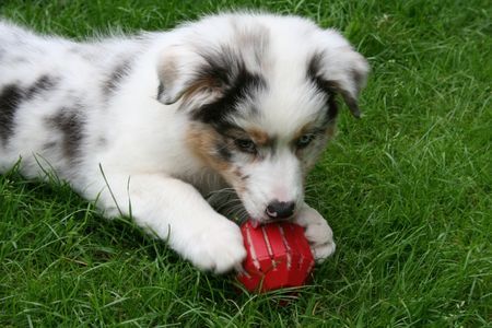 Australian Shepherd Hunde Foto 39077 in höherer Auflösung ansehen Australian Shepherd Kong mit Leberwurst - lecker