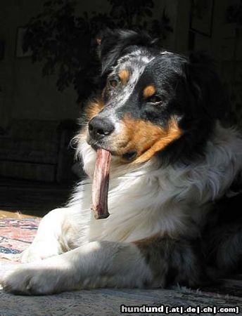 Australian Shepherd Hunde Foto 3132 Australian Shepherd Askook vom Wooly Lamahof