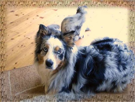 Australian Shepherd Hunde Foto 37420 in höherer Auflösung ansehen Australian Shepherd Ich heiße Scheky, früher Figaro und habe schon lange eine neue Familie die mich sehr lieb hat.