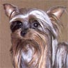 Australian Silky Terrier, Silky Terrier
