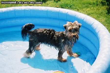 Australian Silky Terrier Hunde Foto 18288 in höherer Auflösung ansehen Australian Silky Terrier Badenixe Cindy