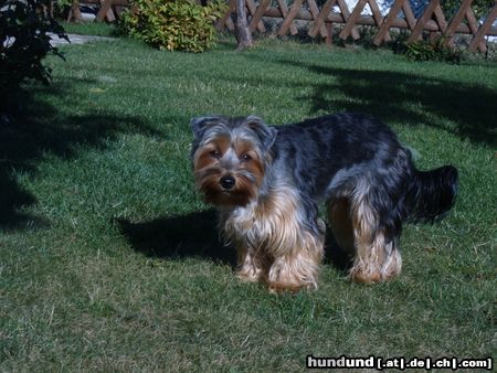Australian Silky Terrier Hunde Foto 18347 in höherer Auflösung ansehen Australian Silky Terrier Cindy