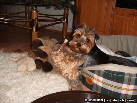 Australian Silky Terrier Hunde Foto 18346 in höherer Auflösung ansehen Australian Silky Terrier Cindy -