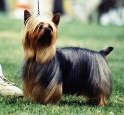 Australian Silky Terrier Hunde Foto 239 Australian Silky Terrier