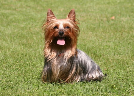 Australian Silky Terrier Hunde Foto 42134 in höherer Auflösung ansehen Australian Silky Terrier Shari