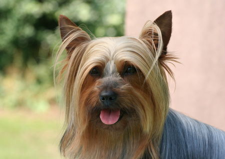 Australian Silky Terrier Shari