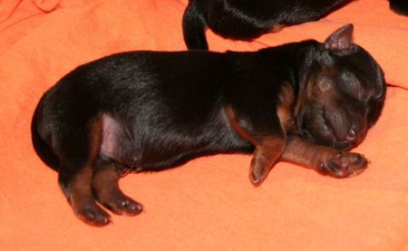 Australian Silky Terrier Sharis Welpen sind da!