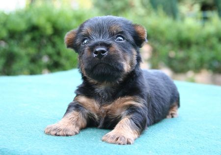 Australian Silky Terrier Welpe 3 Wochen alt