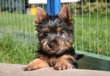 Australian Silky Terrier Creekvalley Atreju 