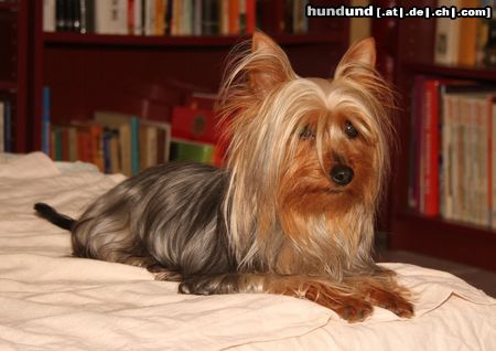 Australian Silky Terrier Hunde Foto 45770 in höherer Auflösung ansehen Australian Silky Terrier Creekvalley Aimee *Jamie*