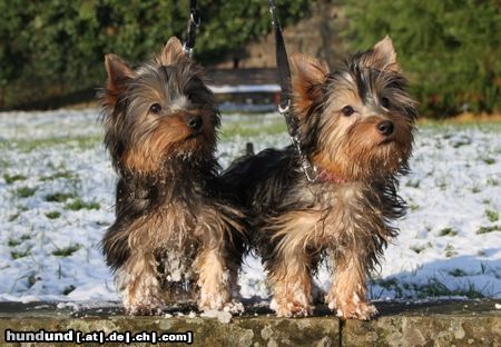 Australian Silky Terrier Maggie und Dobby