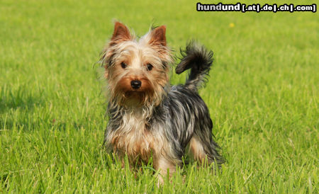 Australian Silky Terrier Fibi - 6 Monate alt