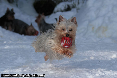 Australian Silky Terrier Maggie