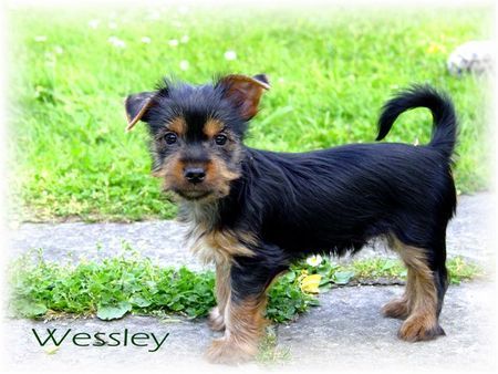Australian Silky Terrier Wessley 8 Wochen alt