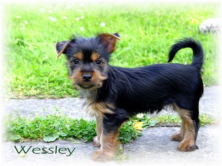 Australian Silky Terrier Hunde Foto 32245 Australian Silky Terrier Wessley 8 Wochen alt