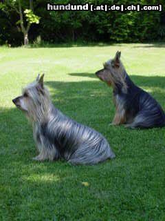 Australian Silky Terrier Hunde Foto 5370 Australian Silky Terrier Yessi und Frances v. d. Groov