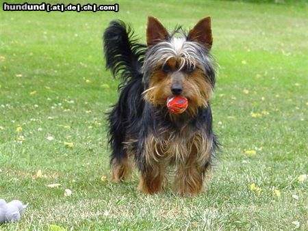 Australian Silky Terrier Hunde Foto 5369 Australian Silky Terrier Tinka von der Groov