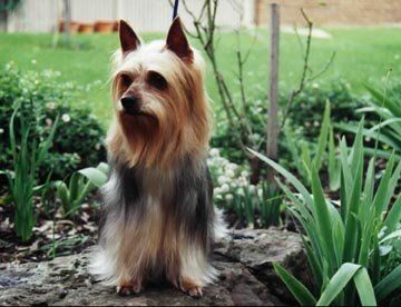 Australian Silky Terrier Silky Hündin Ausilk Zona