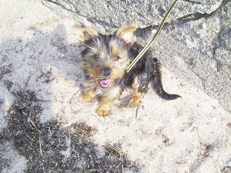 Australian Silky Terrier Hunde Foto 33599 Australian Silky Terrier Silky Mädchen Ayla(3Mon.) nach dem buddeln am Strand