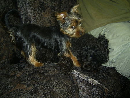Australian Silky Terrier Hunde Foto 33598 Australian Silky Terrier Silky Hündin Ayla (4Mon.)mit Pudelmixfreundin Peppy