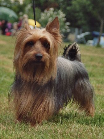 Australian Silky Terrier Hunde Foto 40405 in höherer Auflösung ansehen Australian Silky Terrier Akira, Ronja und Bonaparte