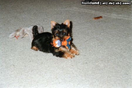Australian Silky Terrier Hunde Foto 2837 Australian Silky Terrier Buffy of Danubian Channel