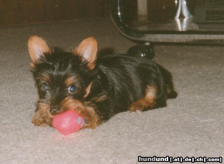 Australian Silky Terrier Hunde Foto 2836 Australian Silky Terrier Buffy of Danubian Channel