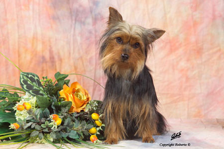 Australian Silky Terrier Auf dem Foto ist Jola 10 Monate alt. Sie ist eine sehr lebhafte und intelligente kleine Hündin, die es faustdick hinter den Ohren hat :-)))