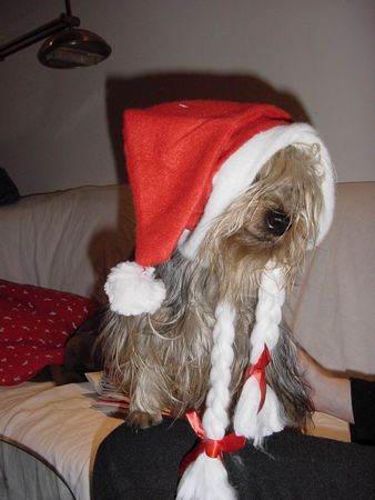 Australian Silky Terrier Hunde Foto 1536 Australian Silky Terrier Mein Weihnachtsengerl