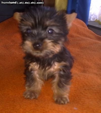 Australian Silky Terrier Silky Baby