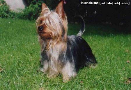 Australian Silky Terrier Hunde Foto 3254 Australian Silky Terrier Silky Terrier Rüde (Arctic Blue of Red Island)