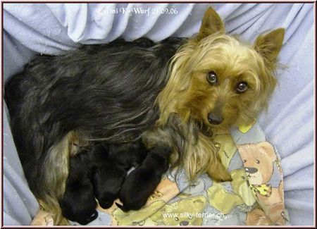 Australian Silky Terrier Highland's Special Evita mit K-Wurf