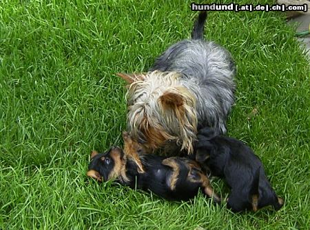 Australian Silky Terrier Hunde Foto 21324 Australian Silky Terrier Evi mit Welpen