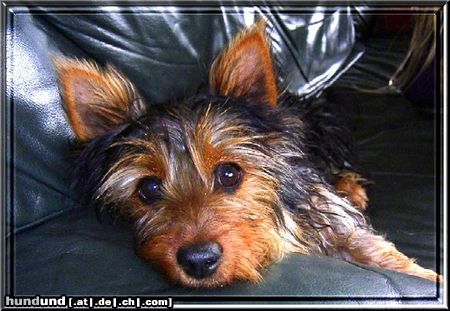 Australian Silky Terrier Hunde Foto 13727 Australian Silky Terrier Evi 5 Mt.
