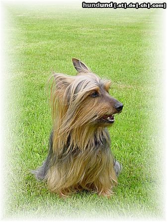 Australian Silky Terrier Hunde Foto 15670 Australian Silky Terrier Frances v.d.Groov