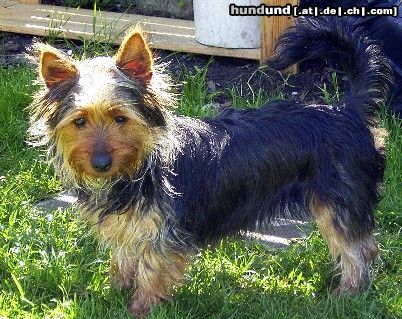 Australian Silky Terrier Hunde Foto 4479 Australian Silky Terrier ich bin Gina 7 mt. alt