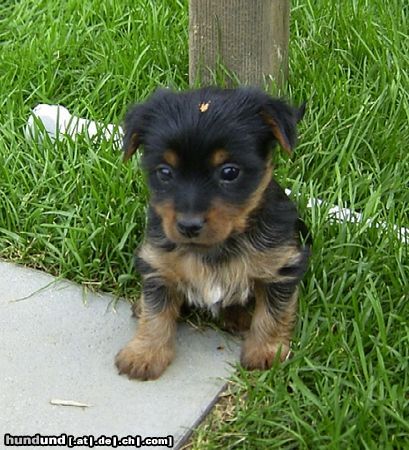 Australian Silky Terrier Hunde Foto 21323 in höherer Auflösung ansehen Australian Silky Terrier