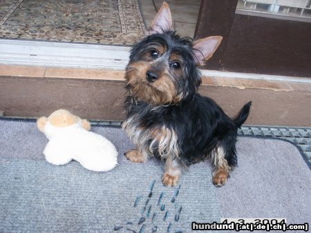 Australian Silky Terrier Hunde Foto 20162 Australian Silky Terrier Cinderellas Silky