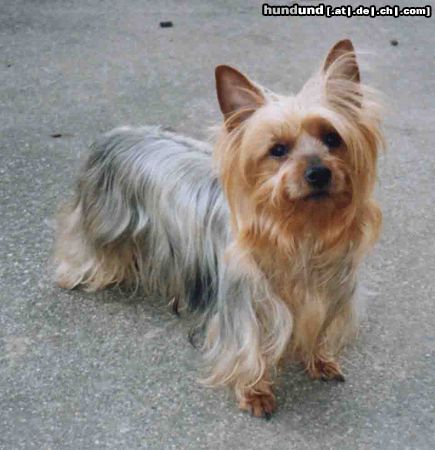 Australian Silky Terrier Hunde Foto 3256 Australian Silky Terrier Silky Terrier Hündin