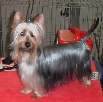 Australian Silky Terrier Jgd.Champ Cinderellas Monti