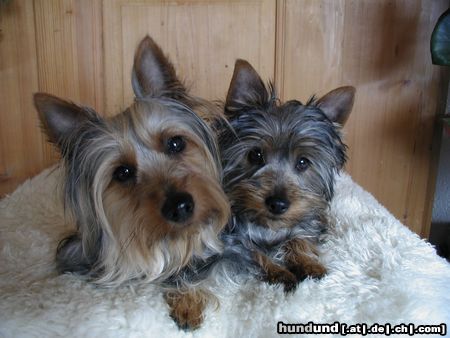 Australian Silky Terrier Hunde Foto 6411 Australian Silky Terrier Jolly Flower of Flying Hair mit Happy