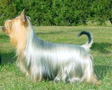 Australian Silky Terrier Hunde Foto 1010 Australian Silky Terrier Australian Silky Terrier