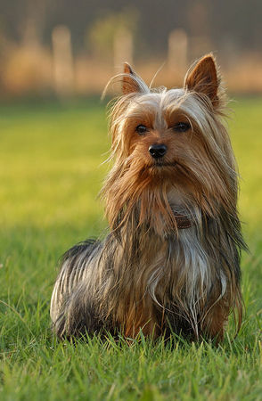 Australian Silky Terrier Hunde Foto 32155 in höherer Auflösung ansehen Australian Silky Terrier Mel