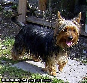 Australian Silky Terrier Hunde Foto 7296 Australian Silky Terrier Hallo, ich bin Gina 1 Jahr alt