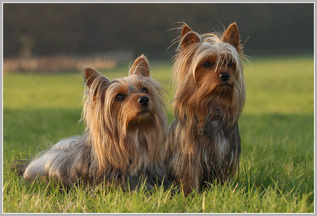 Australian Silky Terrier Rico und Mel