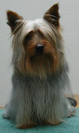 Australian Silky Terrier Hunde Foto 33913 Australian Silky Terrier Sundays Spike vom Hoffmannseck (Silky-Rüde) ist ein lebhafter Silky-Rüde, der in Wiefelstede, bei einer 5-köpfigen Familie wohnt. Er ist ein superdupermegatoller Hund (Zitat: Herrchen Hanno) :-D :-)