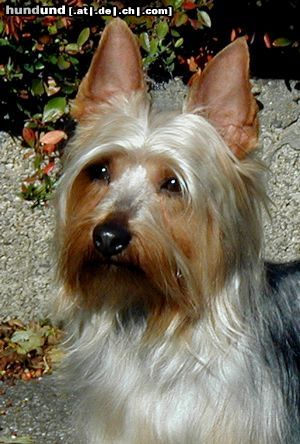 Australian Silky Terrier Hunde Foto 14443 Australian Silky Terrier Australian Silky Terrier De Majolian Topaz